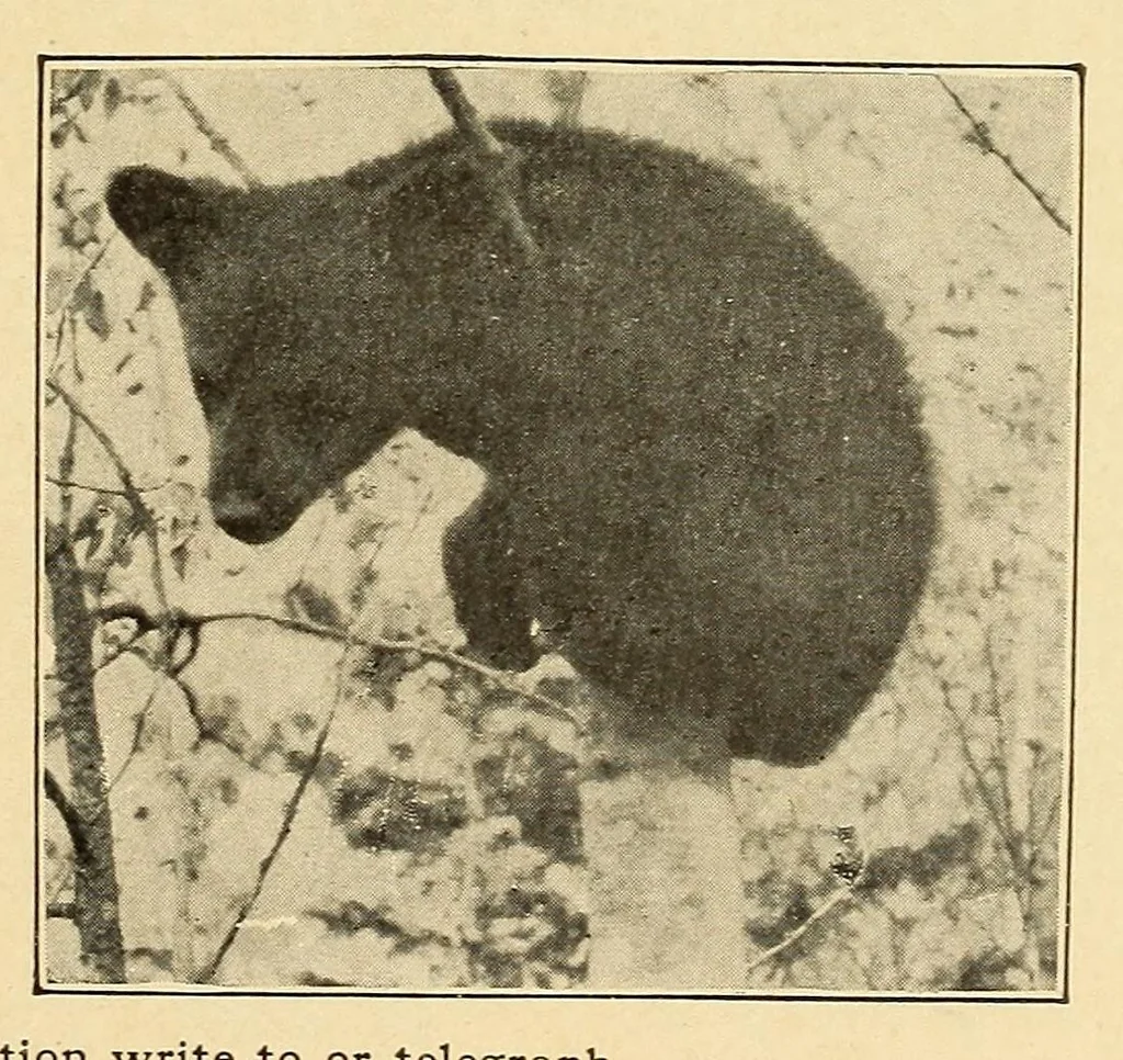 An illustration from In the Maine woods, 1910, leaf 139