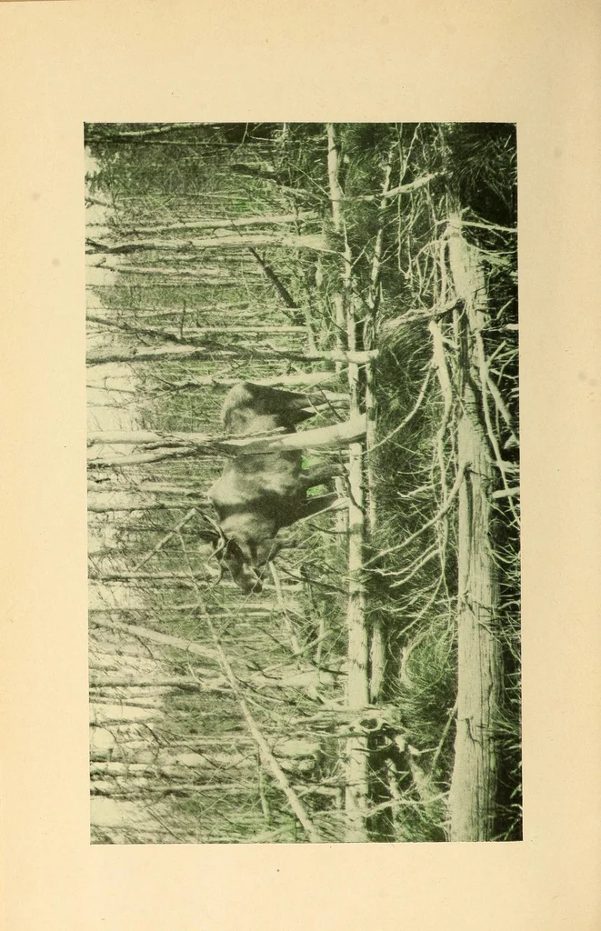 An illustration from In the Maine woods, 1910, leaf 44