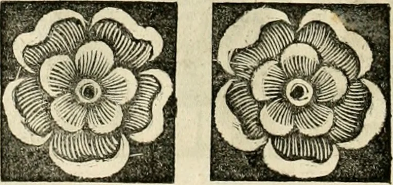 An illustration from Innocentia vindicata : in qua gravissimis argumentis ex S. Thoma petitis ostenditur, angelicum doctorem pro Immaculato Conceptu Deiparae sensisse & scripsisse ..., 1695, leaf 191