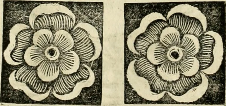 An illustration from Innocentia vindicata : in qua gravissimis argumentis ex S. Thoma petitis ostenditur, angelicum doctorem pro Immaculato Conceptu Deiparae sensisse & scripsisse ..., 1695, leaf 213