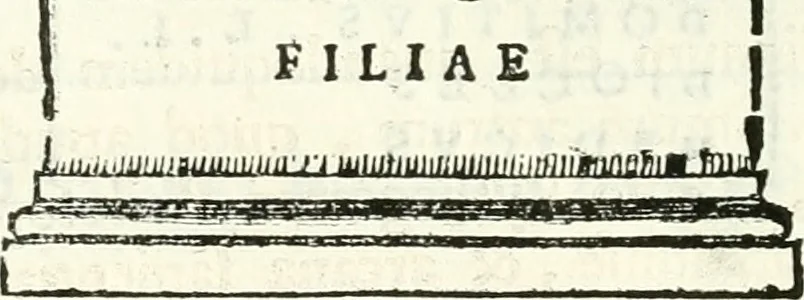 An illustration from Inscriptiones antiqvae in Etrvriae vrbibvs exstantes, 1727, leaf 419