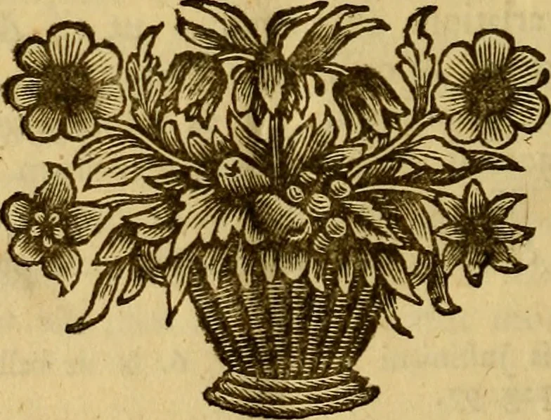 An illustration from Inscriptiones Graecae Palmyrenorum : cum scholiis & annotationibus, 1698, leaf 99