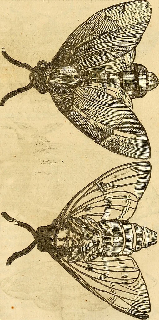 An illustration from Insectorum sive minimorum animalium theatrum: olim ab Edoardo Wottono, Conrado Gesnero, Thomaque Pennio inchoatum: tandem Tho. Movfeti Londinâtis operâ sumptibusq; maximis concinnatum, auctum, perfectum: et ad vivum expressis iconibus suprà quingentis illustratum, 1634, leaf 118
