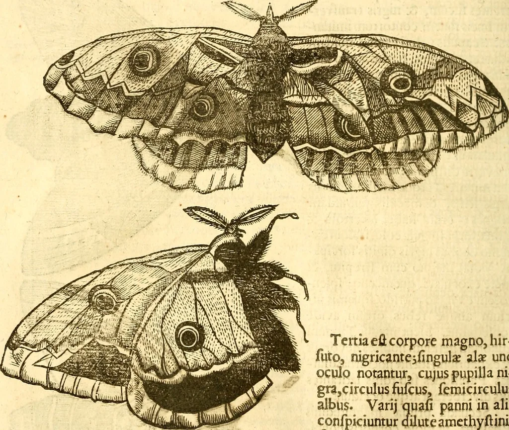 An illustration from Insectorum sive minimorum animalium theatrum: olim ab Edoardo Wottono, Conrado Gesnero, Thomaque Pennio inchoatum: tandem Tho. Movfeti Londinâtis operâ sumptibusq; maximis concinnatum, auctum, perfectum: et ad vivum expressis iconibus suprà quingentis illustratum, 1634, leaf 119