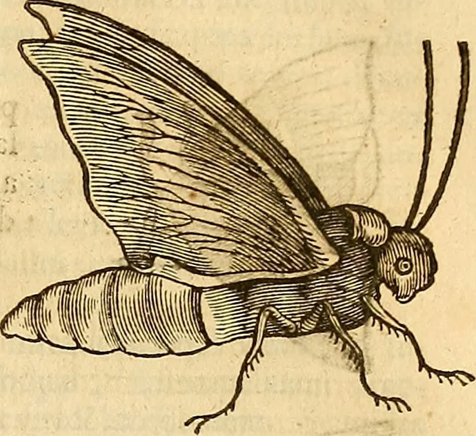 An illustration from Insectorum sive minimorum animalium theatrum: olim ab Edoardo Wottono, Conrado Gesnero, Thomaque Pennio inchoatum: tandem Tho. Movfeti Londinâtis operâ sumptibusq; maximis concinnatum, auctum, perfectum: et ad vivum expressis iconibus suprà quingentis illustratum, 1634, leaf 120