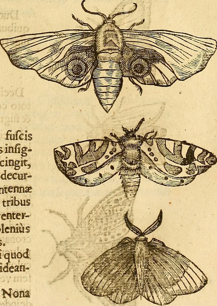 An illustration from Insectorum sive minimorum animalium theatrum: olim ab Edoardo Wottono, Conrado Gesnero, Thomaque Pennio inchoatum: tandem Tho. Movfeti Londinâtis operâ sumptibusq; maximis concinnatum, auctum, perfectum: et ad vivum expressis iconibus suprà quingentis illustratum, 1634, leaf 120