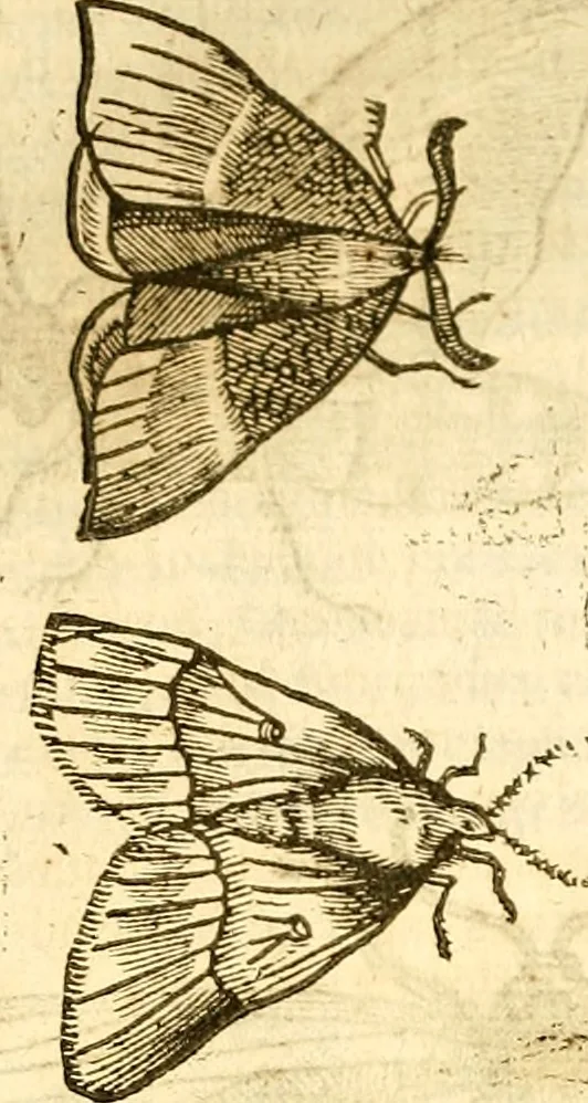 An illustration from Insectorum sive minimorum animalium theatrum: olim ab Edoardo Wottono, Conrado Gesnero, Thomaque Pennio inchoatum: tandem Tho. Movfeti Londinâtis operâ sumptibusq; maximis concinnatum, auctum, perfectum: et ad vivum expressis iconibus suprà quingentis illustratum, 1634, leaf 121