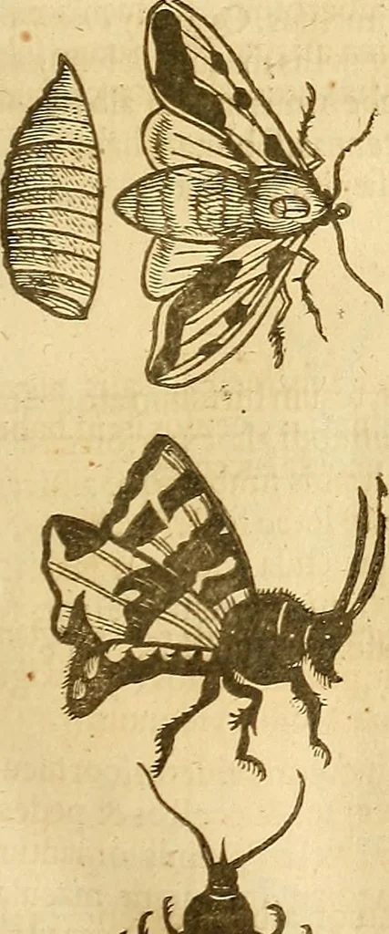 An illustration from Insectorum sive minimorum animalium theatrum: olim ab Edoardo Wottono, Conrado Gesnero, Thomaque Pennio inchoatum: tandem Tho. Movfeti Londinâtis operâ sumptibusq; maximis concinnatum, auctum, perfectum: et ad vivum expressis iconibus suprà quingentis illustratum, 1634, leaf 122