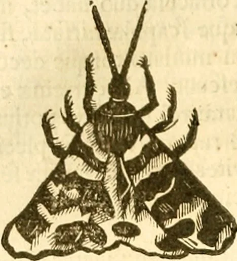 An illustration from Insectorum sive minimorum animalium theatrum: olim ab Edoardo Wottono, Conrado Gesnero, Thomaque Pennio inchoatum: tandem Tho. Movfeti Londinâtis operâ sumptibusq; maximis concinnatum, auctum, perfectum: et ad vivum expressis iconibus suprà quingentis illustratum, 1634, leaf 123