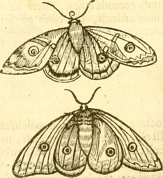 An illustration from Insectorum sive minimorum animalium theatrum: olim ab Edoardo Wottono, Conrado Gesnero, Thomaque Pennio inchoatum: tandem Tho. Movfeti Londinâtis operâ sumptibusq; maximis concinnatum, auctum, perfectum: et ad vivum expressis iconibus suprà quingentis illustratum, 1634, leaf 123