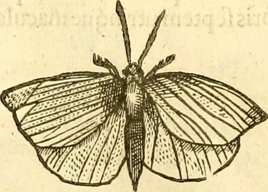 An illustration from Insectorum sive minimorum animalium theatrum: olim ab Edoardo Wottono, Conrado Gesnero, Thomaque Pennio inchoatum: tandem Tho. Movfeti Londinâtis operâ sumptibusq; maximis concinnatum, auctum, perfectum: et ad vivum expressis iconibus suprà quingentis illustratum, 1634, leaf 123