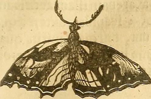 An illustration from Insectorum sive minimorum animalium theatrum: olim ab Edoardo Wottono, Conrado Gesnero, Thomaque Pennio inchoatum: tandem Tho. Movfeti Londinâtis operâ sumptibusq; maximis concinnatum, auctum, perfectum: et ad vivum expressis iconibus suprà quingentis illustratum, 1634, leaf 124