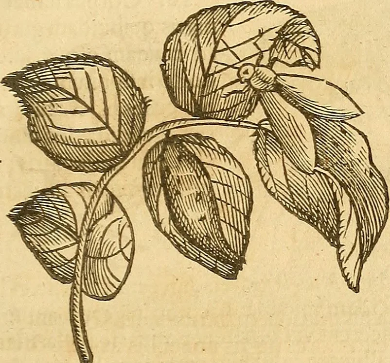 An illustration from Insectorum sive minimorum animalium theatrum: olim ab Edoardo Wottono, Conrado Gesnero, Thomaque Pennio inchoatum: tandem Tho. Movfeti Londinâtis operâ sumptibusq; maximis concinnatum, auctum, perfectum: et ad vivum expressis iconibus suprà quingentis illustratum, 1634, leaf 124