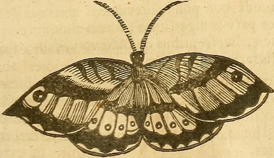An illustration from Insectorum sive minimorum animalium theatrum: olim ab Edoardo Wottono, Conrado Gesnero, Thomaque Pennio inchoatum: tandem Tho. Movfeti Londinâtis operâ sumptibusq; maximis concinnatum, auctum, perfectum: et ad vivum expressis iconibus suprà quingentis illustratum, 1634, leaf 124