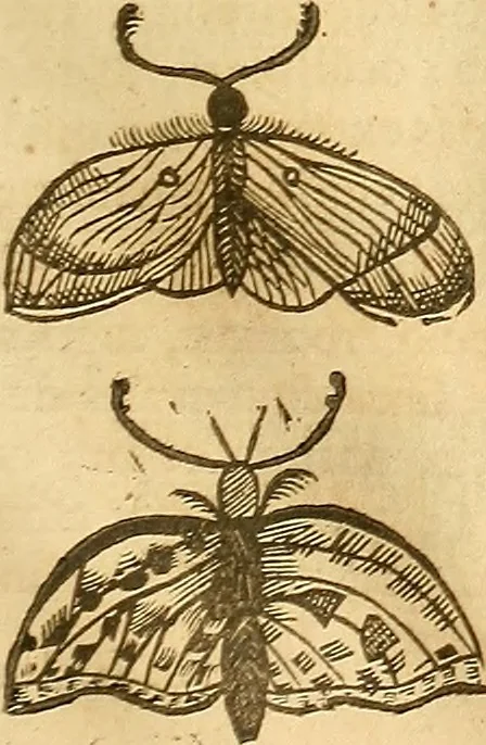 An illustration from Insectorum sive minimorum animalium theatrum: olim ab Edoardo Wottono, Conrado Gesnero, Thomaque Pennio inchoatum: tandem Tho. Movfeti Londinâtis operâ sumptibusq; maximis concinnatum, auctum, perfectum: et ad vivum expressis iconibus suprà quingentis illustratum, 1634, leaf 124