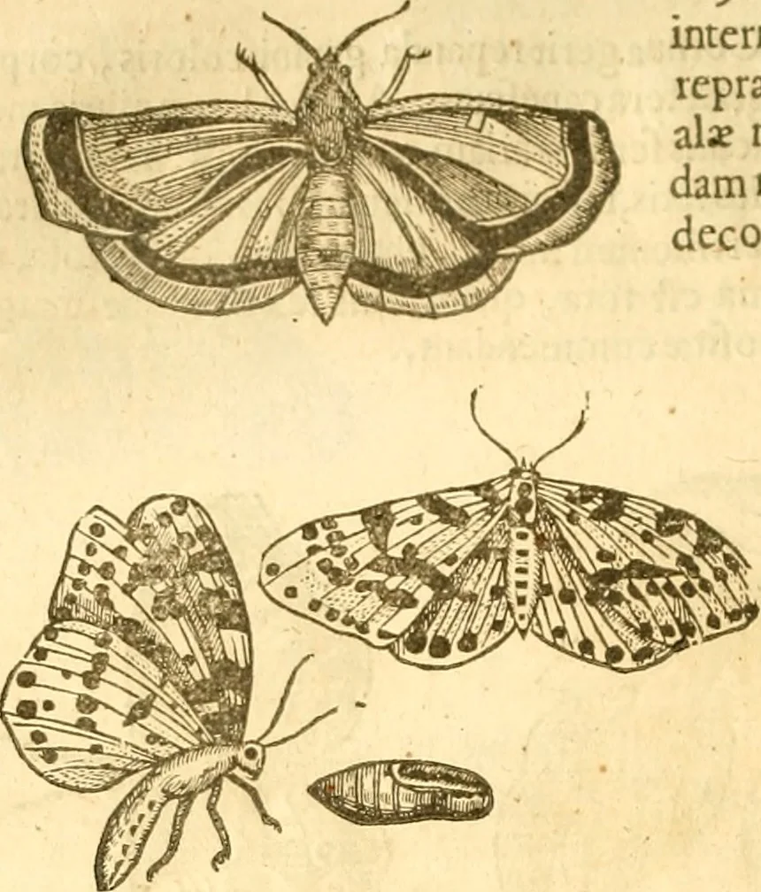 An illustration from Insectorum sive minimorum animalium theatrum: olim ab Edoardo Wottono, Conrado Gesnero, Thomaque Pennio inchoatum: tandem Tho. Movfeti Londinâtis operâ sumptibusq; maximis concinnatum, auctum, perfectum: et ad vivum expressis iconibus suprà quingentis illustratum, 1634, leaf 125