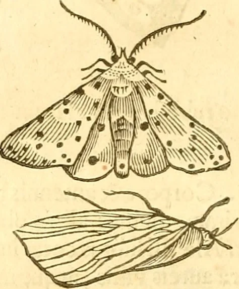 An illustration from Insectorum sive minimorum animalium theatrum: olim ab Edoardo Wottono, Conrado Gesnero, Thomaque Pennio inchoatum: tandem Tho. Movfeti Londinâtis operâ sumptibusq; maximis concinnatum, auctum, perfectum: et ad vivum expressis iconibus suprà quingentis illustratum, 1634, leaf 125