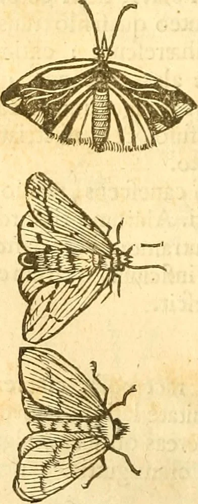 An illustration from Insectorum sive minimorum animalium theatrum: olim ab Edoardo Wottono, Conrado Gesnero, Thomaque Pennio inchoatum: tandem Tho. Movfeti Londinâtis operâ sumptibusq; maximis concinnatum, auctum, perfectum: et ad vivum expressis iconibus suprà quingentis illustratum, 1634, leaf 125