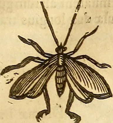 An illustration from Insectorum sive minimorum animalium theatrum: olim ab Edoardo Wottono, Conrado Gesnero, Thomaque Pennio inchoatum: tandem Tho. Movfeti Londinâtis operâ sumptibusq; maximis concinnatum, auctum, perfectum: et ad vivum expressis iconibus suprà quingentis illustratum, 1634, leaf 126
