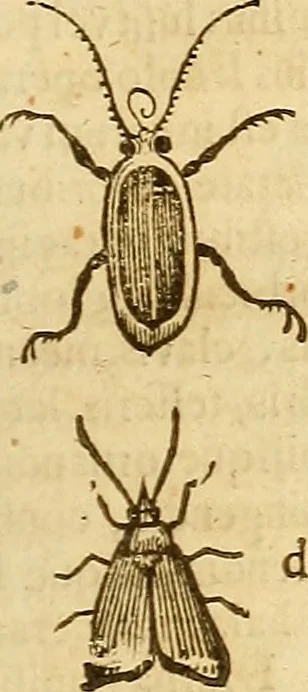 An illustration from Insectorum sive minimorum animalium theatrum: olim ab Edoardo Wottono, Conrado Gesnero, Thomaque Pennio inchoatum: tandem Tho. Movfeti Londinâtis operâ sumptibusq; maximis concinnatum, auctum, perfectum: et ad vivum expressis iconibus suprà quingentis illustratum, 1634, leaf 126