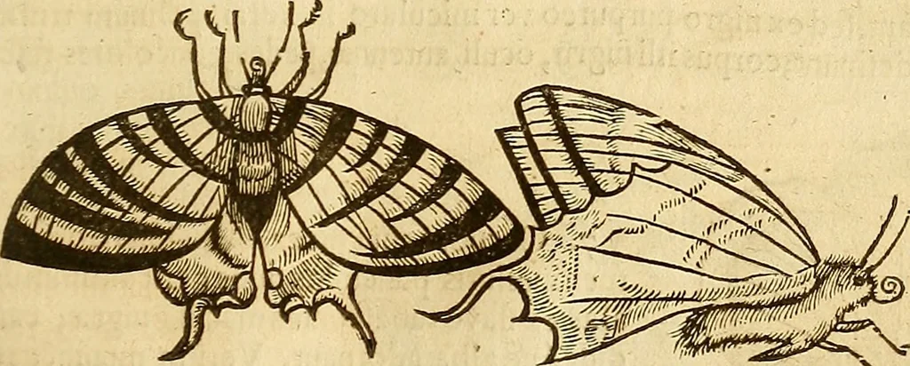 An illustration from Insectorum sive minimorum animalium theatrum: olim ab Edoardo Wottono, Conrado Gesnero, Thomaque Pennio inchoatum: tandem Tho. Movfeti Londinâtis operâ sumptibusq; maximis concinnatum, auctum, perfectum: et ad vivum expressis iconibus suprà quingentis illustratum, 1634, leaf 128