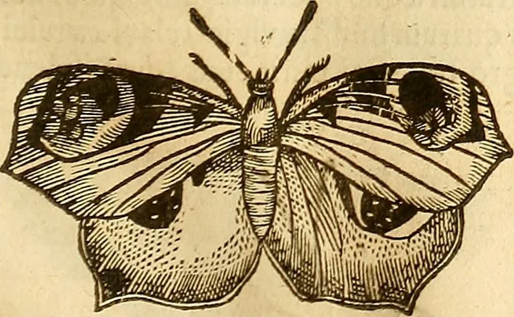 An illustration from Insectorum sive minimorum animalium theatrum: olim ab Edoardo Wottono, Conrado Gesnero, Thomaque Pennio inchoatum: tandem Tho. Movfeti Londinâtis operâ sumptibusq; maximis concinnatum, auctum, perfectum: et ad vivum expressis iconibus suprà quingentis illustratum, 1634, leaf 128