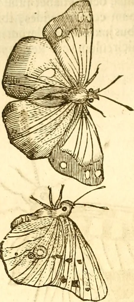 An illustration from Insectorum sive minimorum animalium theatrum: olim ab Edoardo Wottono, Conrado Gesnero, Thomaque Pennio inchoatum: tandem Tho. Movfeti Londinâtis operâ sumptibusq; maximis concinnatum, auctum, perfectum: et ad vivum expressis iconibus suprà quingentis illustratum, 1634, leaf 129