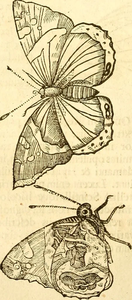 An illustration from Insectorum sive minimorum animalium theatrum: olim ab Edoardo Wottono, Conrado Gesnero, Thomaque Pennio inchoatum: tandem Tho. Movfeti Londinâtis operâ sumptibusq; maximis concinnatum, auctum, perfectum: et ad vivum expressis iconibus suprà quingentis illustratum, 1634, leaf 129