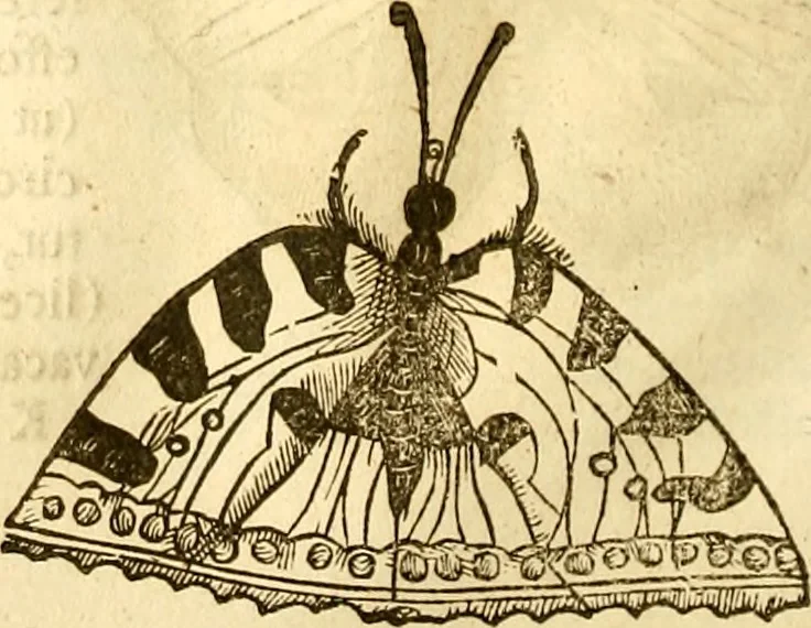 An illustration from Insectorum sive minimorum animalium theatrum: olim ab Edoardo Wottono, Conrado Gesnero, Thomaque Pennio inchoatum: tandem Tho. Movfeti Londinâtis operâ sumptibusq; maximis concinnatum, auctum, perfectum: et ad vivum expressis iconibus suprà quingentis illustratum, 1634, leaf 129