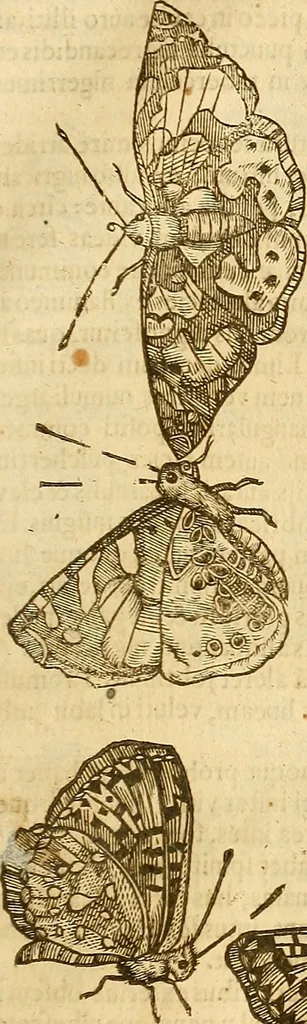 An illustration from Insectorum sive minimorum animalium theatrum: olim ab Edoardo Wottono, Conrado Gesnero, Thomaque Pennio inchoatum: tandem Tho. Movfeti Londinâtis operâ sumptibusq; maximis concinnatum, auctum, perfectum: et ad vivum expressis iconibus suprà quingentis illustratum, 1634, leaf 130