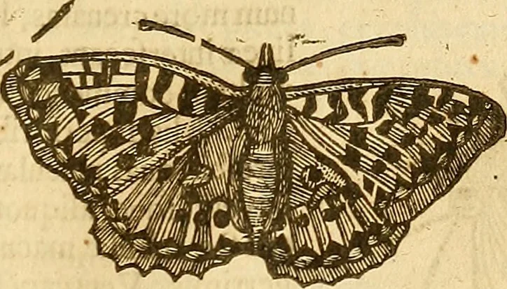 An illustration from Insectorum sive minimorum animalium theatrum: olim ab Edoardo Wottono, Conrado Gesnero, Thomaque Pennio inchoatum: tandem Tho. Movfeti Londinâtis operâ sumptibusq; maximis concinnatum, auctum, perfectum: et ad vivum expressis iconibus suprà quingentis illustratum, 1634, leaf 130