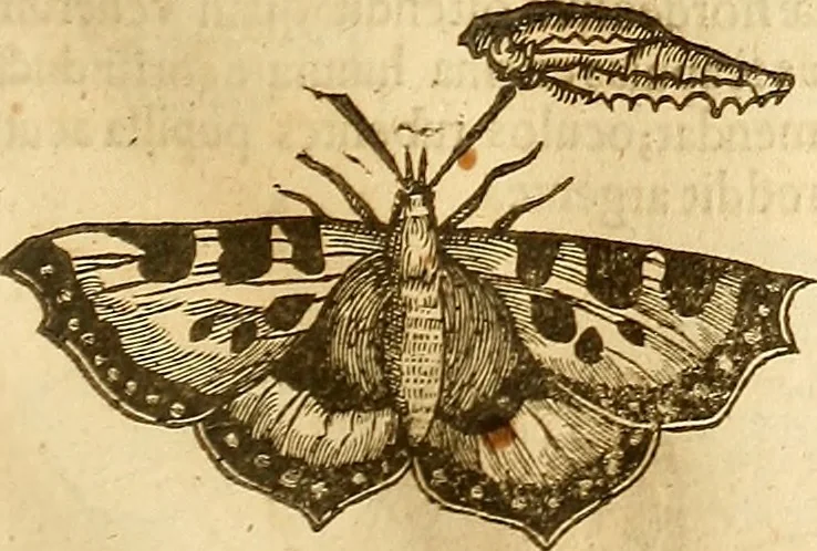 An illustration from Insectorum sive minimorum animalium theatrum: olim ab Edoardo Wottono, Conrado Gesnero, Thomaque Pennio inchoatum: tandem Tho. Movfeti Londinâtis operâ sumptibusq; maximis concinnatum, auctum, perfectum: et ad vivum expressis iconibus suprà quingentis illustratum, 1634, leaf 130
