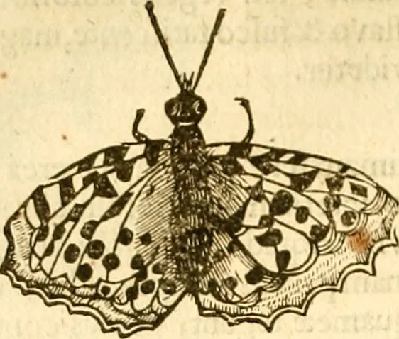 An illustration from Insectorum sive minimorum animalium theatrum: olim ab Edoardo Wottono, Conrado Gesnero, Thomaque Pennio inchoatum: tandem Tho. Movfeti Londinâtis operâ sumptibusq; maximis concinnatum, auctum, perfectum: et ad vivum expressis iconibus suprà quingentis illustratum, 1634, leaf 131