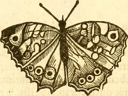 An illustration from Insectorum sive minimorum animalium theatrum: olim ab Edoardo Wottono, Conrado Gesnero, Thomaque Pennio inchoatum: tandem Tho. Movfeti Londinâtis operâ sumptibusq; maximis concinnatum, auctum, perfectum: et ad vivum expressis iconibus suprà quingentis illustratum, 1634, leaf 131