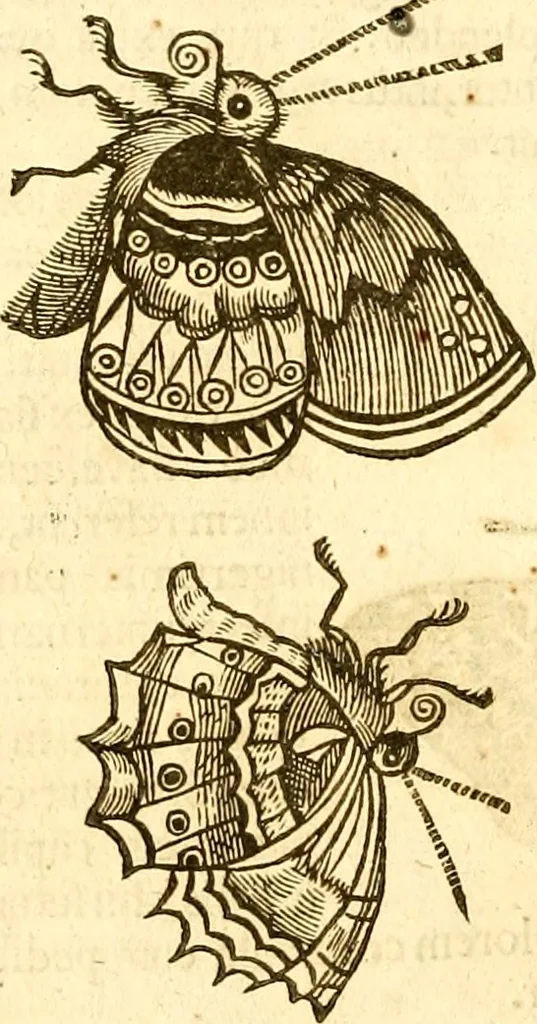 An illustration from Insectorum sive minimorum animalium theatrum: olim ab Edoardo Wottono, Conrado Gesnero, Thomaque Pennio inchoatum: tandem Tho. Movfeti Londinâtis operâ sumptibusq; maximis concinnatum, auctum, perfectum: et ad vivum expressis iconibus suprà quingentis illustratum, 1634, leaf 131