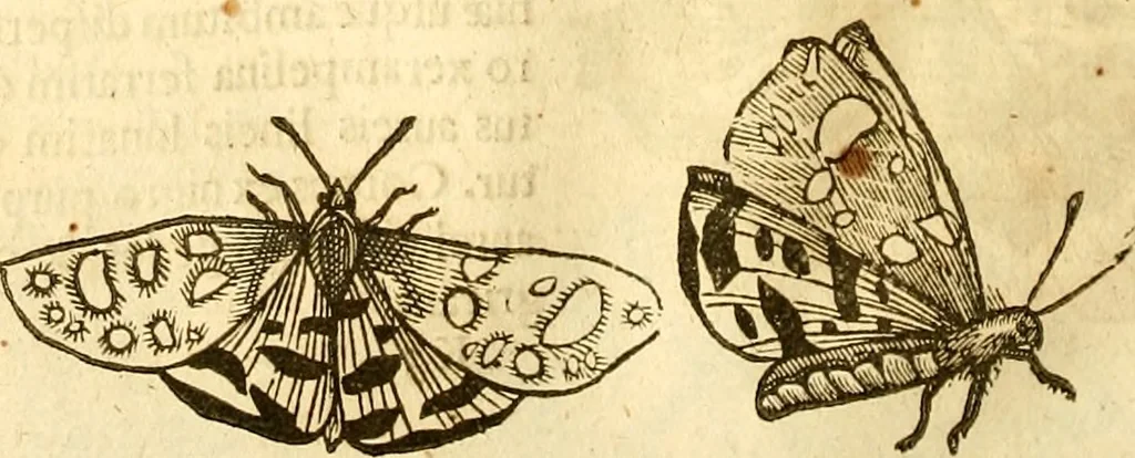 An illustration from Insectorum sive minimorum animalium theatrum: olim ab Edoardo Wottono, Conrado Gesnero, Thomaque Pennio inchoatum: tandem Tho. Movfeti Londinâtis operâ sumptibusq; maximis concinnatum, auctum, perfectum: et ad vivum expressis iconibus suprà quingentis illustratum, 1634, leaf 131