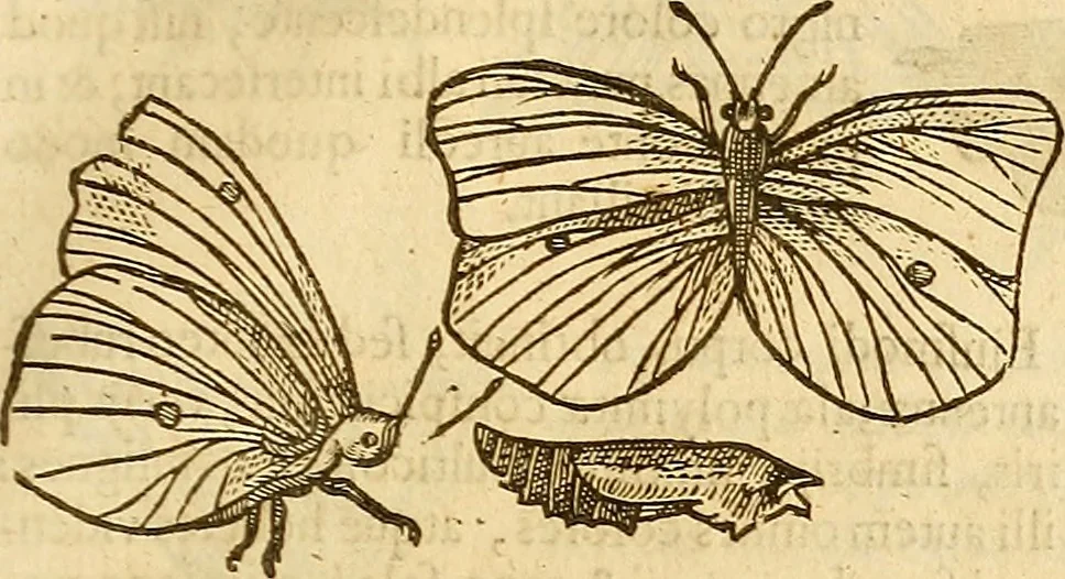 An illustration from Insectorum sive minimorum animalium theatrum: olim ab Edoardo Wottono, Conrado Gesnero, Thomaque Pennio inchoatum: tandem Tho. Movfeti Londinâtis operâ sumptibusq; maximis concinnatum, auctum, perfectum: et ad vivum expressis iconibus suprà quingentis illustratum, 1634, leaf 132