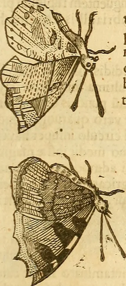 An illustration from Insectorum sive minimorum animalium theatrum: olim ab Edoardo Wottono, Conrado Gesnero, Thomaque Pennio inchoatum: tandem Tho. Movfeti Londinâtis operâ sumptibusq; maximis concinnatum, auctum, perfectum: et ad vivum expressis iconibus suprà quingentis illustratum, 1634, leaf 132