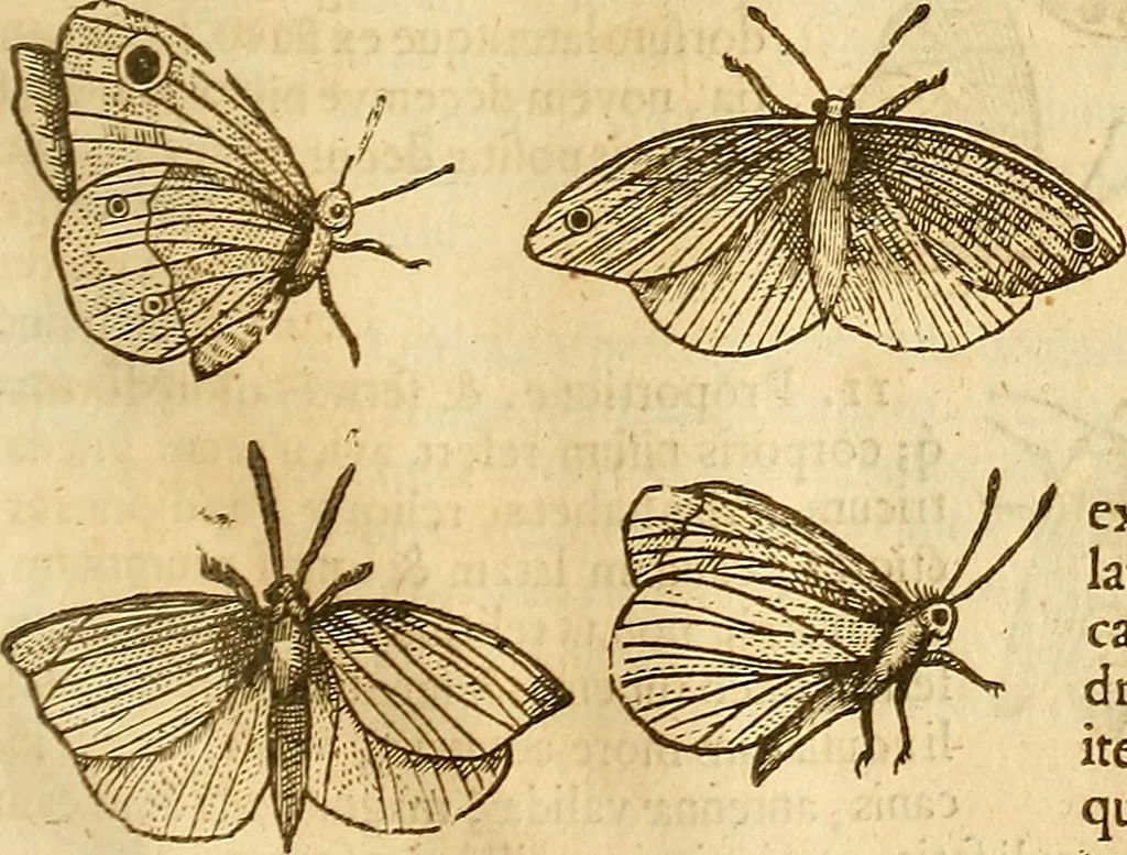 An illustration from Insectorum sive minimorum animalium theatrum: olim ab Edoardo Wottono, Conrado Gesnero, Thomaque Pennio inchoatum: tandem Tho. Movfeti Londinâtis operâ sumptibusq; maximis concinnatum, auctum, perfectum: et ad vivum expressis iconibus suprà quingentis illustratum, 1634, leaf 132