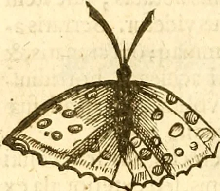 An illustration from Insectorum sive minimorum animalium theatrum: olim ab Edoardo Wottono, Conrado Gesnero, Thomaque Pennio inchoatum: tandem Tho. Movfeti Londinâtis operâ sumptibusq; maximis concinnatum, auctum, perfectum: et ad vivum expressis iconibus suprà quingentis illustratum, 1634, leaf 133