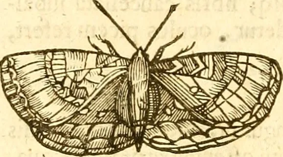 An illustration from Insectorum sive minimorum animalium theatrum: olim ab Edoardo Wottono, Conrado Gesnero, Thomaque Pennio inchoatum: tandem Tho. Movfeti Londinâtis operâ sumptibusq; maximis concinnatum, auctum, perfectum: et ad vivum expressis iconibus suprà quingentis illustratum, 1634, leaf 133