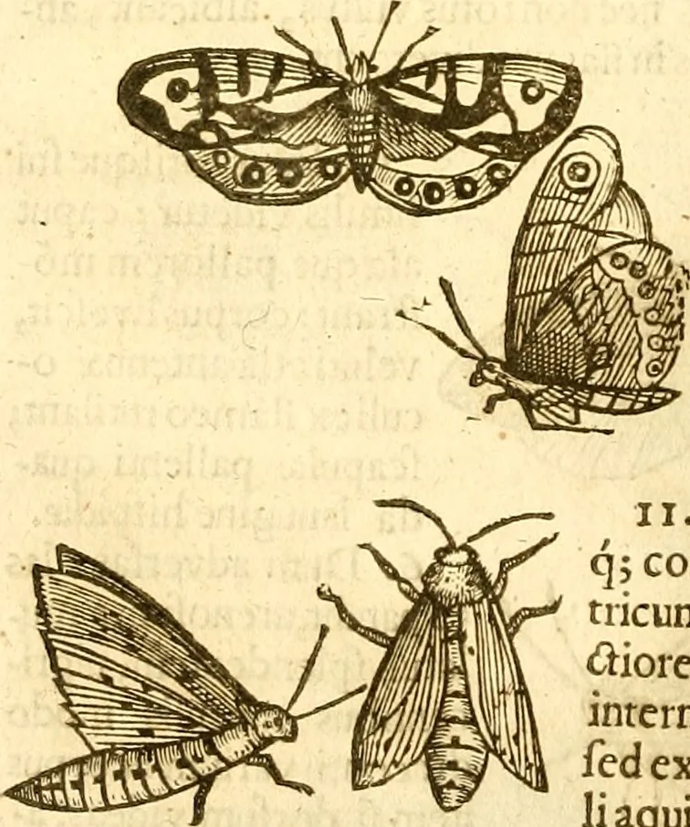 An illustration from Insectorum sive minimorum animalium theatrum: olim ab Edoardo Wottono, Conrado Gesnero, Thomaque Pennio inchoatum: tandem Tho. Movfeti Londinâtis operâ sumptibusq; maximis concinnatum, auctum, perfectum: et ad vivum expressis iconibus suprà quingentis illustratum, 1634, leaf 133