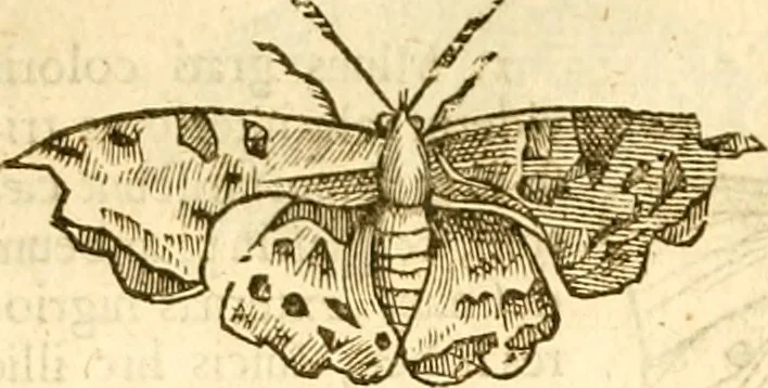 An illustration from Insectorum sive minimorum animalium theatrum: olim ab Edoardo Wottono, Conrado Gesnero, Thomaque Pennio inchoatum: tandem Tho. Movfeti Londinâtis operâ sumptibusq; maximis concinnatum, auctum, perfectum: et ad vivum expressis iconibus suprà quingentis illustratum, 1634, leaf 133