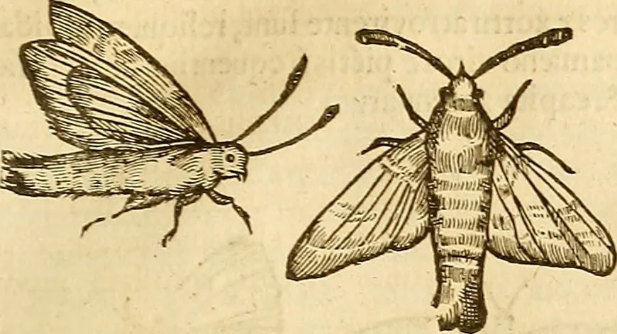 An illustration from Insectorum sive minimorum animalium theatrum: olim ab Edoardo Wottono, Conrado Gesnero, Thomaque Pennio inchoatum: tandem Tho. Movfeti Londinâtis operâ sumptibusq; maximis concinnatum, auctum, perfectum: et ad vivum expressis iconibus suprà quingentis illustratum, 1634, leaf 134