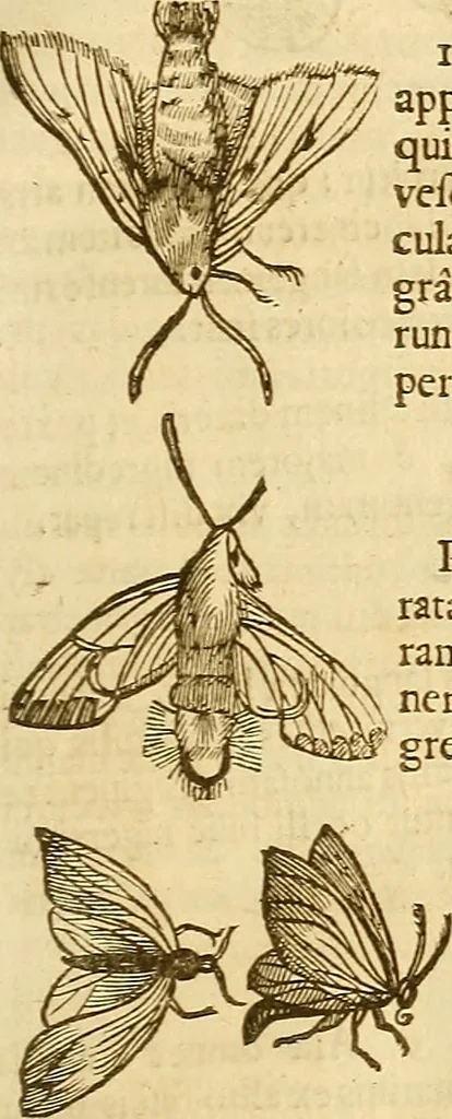 An illustration from Insectorum sive minimorum animalium theatrum: olim ab Edoardo Wottono, Conrado Gesnero, Thomaque Pennio inchoatum: tandem Tho. Movfeti Londinâtis operâ sumptibusq; maximis concinnatum, auctum, perfectum: et ad vivum expressis iconibus suprà quingentis illustratum, 1634, leaf 134
