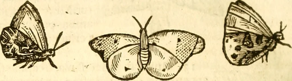 An illustration from Insectorum sive minimorum animalium theatrum: olim ab Edoardo Wottono, Conrado Gesnero, Thomaque Pennio inchoatum: tandem Tho. Movfeti Londinâtis operâ sumptibusq; maximis concinnatum, auctum, perfectum: et ad vivum expressis iconibus suprà quingentis illustratum, 1634, leaf 135