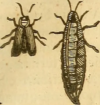 An illustration from Insectorum sive minimorum animalium theatrum: olim ab Edoardo Wottono, Conrado Gesnero, Thomaque Pennio inchoatum: tandem Tho. Movfeti Londinâtis operâ sumptibusq; maximis concinnatum, auctum, perfectum: et ad vivum expressis iconibus suprà quingentis illustratum, 1634, leaf 138