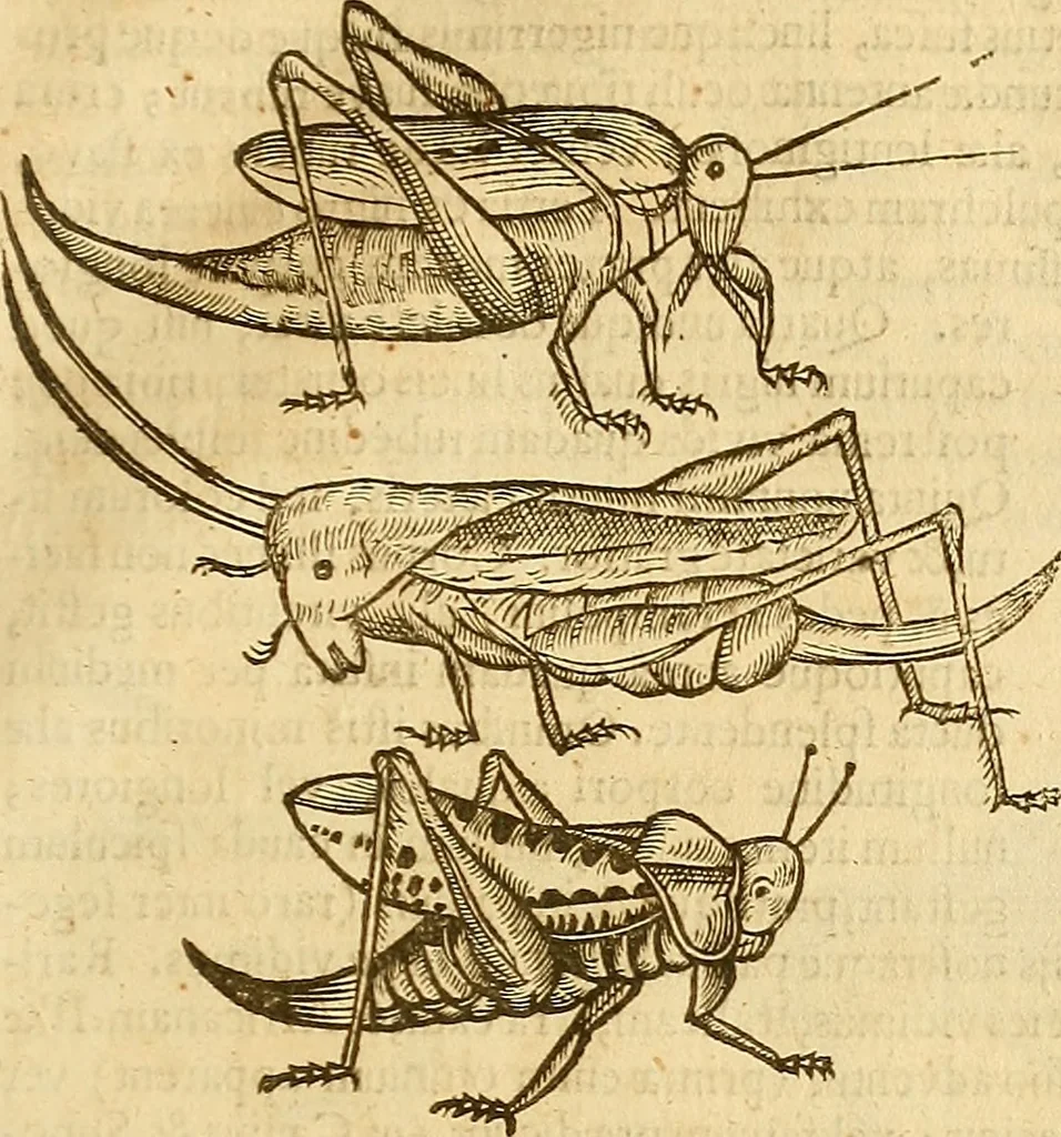An illustration from Insectorum sive minimorum animalium theatrum: olim ab Edoardo Wottono, Conrado Gesnero, Thomaque Pennio inchoatum: tandem Tho. Movfeti Londinâtis operâ sumptibusq; maximis concinnatum, auctum, perfectum: et ad vivum expressis iconibus suprà quingentis illustratum, 1634, leaf 146