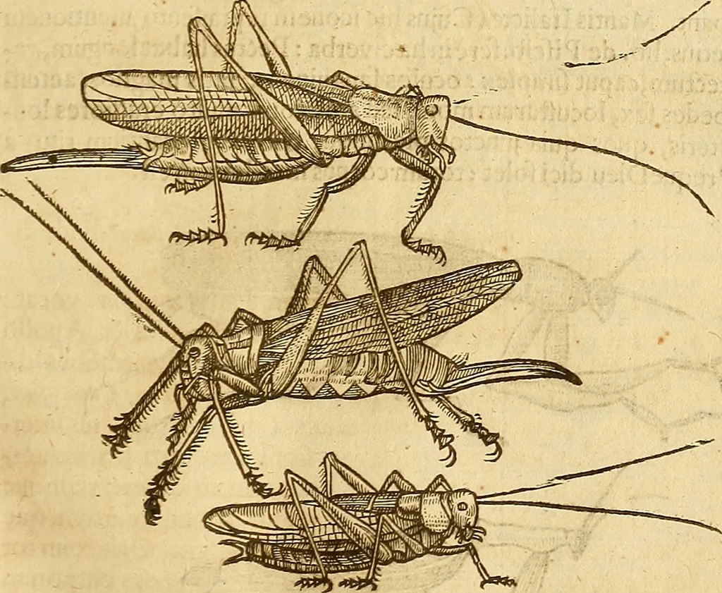 An illustration from Insectorum sive minimorum animalium theatrum: olim ab Edoardo Wottono, Conrado Gesnero, Thomaque Pennio inchoatum: tandem Tho. Movfeti Londinâtis operâ sumptibusq; maximis concinnatum, auctum, perfectum: et ad vivum expressis iconibus suprà quingentis illustratum, 1634, leaf 146