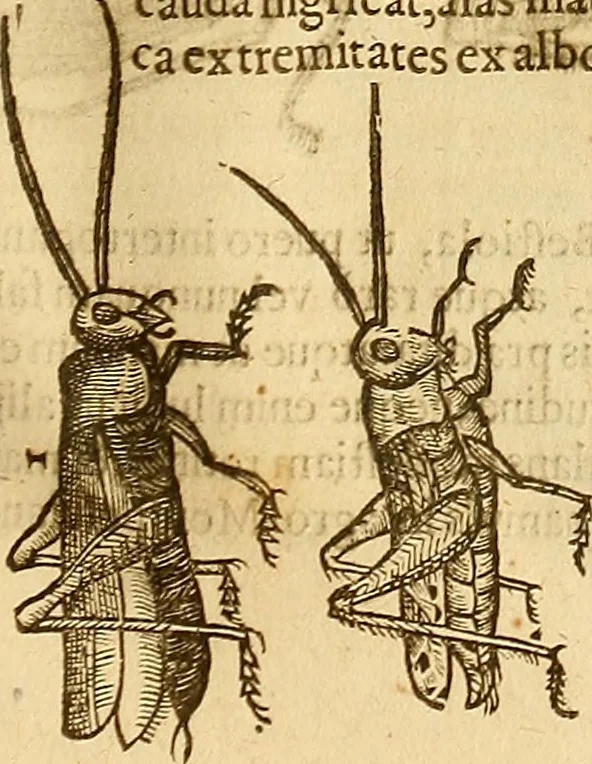 An illustration from Insectorum sive minimorum animalium theatrum: olim ab Edoardo Wottono, Conrado Gesnero, Thomaque Pennio inchoatum: tandem Tho. Movfeti Londinâtis operâ sumptibusq; maximis concinnatum, auctum, perfectum: et ad vivum expressis iconibus suprà quingentis illustratum, 1634, leaf 146